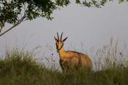 2015-06-13_Chamois_2863