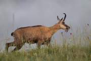 2015-06-13_Chamois_2890