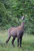 2015-06-13_Chamois_2942