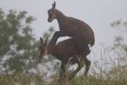 2015-06-13_Chamois_3011