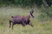 2015-06-13_Chamois_3063