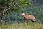 2015-06-13_Chamois_3096