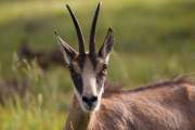 2015-06-13_Chamois_3124