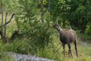 2015-06-13_Chamois_6334