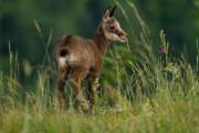 2015-06-13_Chamois_6396