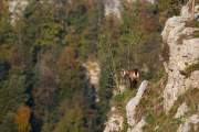 2015-10-12_Chamois_2058