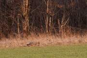 2009-03-23_ChatForestier_6404