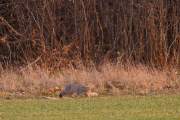 2009-03-23_ChatForestier_6415