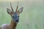 2011-06-03_Brocard_0615