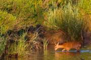 2014-06-15_Chevrette_1862