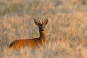 2014-06-25_Brocard_4263