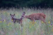 2015-06-15_Chevrette-Faon_3338
