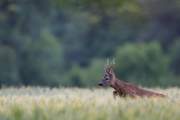2015-06-17_Brocard_3588