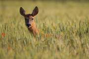 2015-06-20_Chevrette_3665