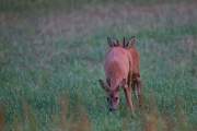 2015-07-24_Rut-Chevreuils_8096