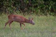 2015-07-27_Brocard_8171