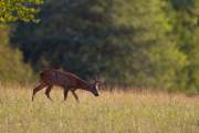 2015-08-06_Brocard_8760