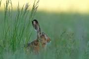 2011-05-05_Lievre_6131