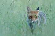 2011-05-23_Renard_0172