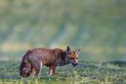 2015-05-28_Renard_1450