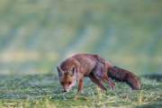 2015-05-28_Renard_1465