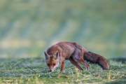 2015-05-28_Renard_1465