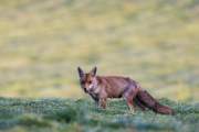 2015-05-28_Renard_1501