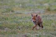 2015-05-29_Renard_1561