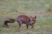 2015-05-29_Renard_1564