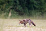 2015-06-09_Renard_2372