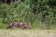 2015-06-09_Renard_2416