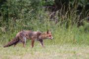 2015-06-09_Renard_2428