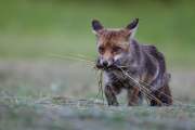2015-06-17_Renard_3632