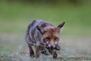 2015-06-17_Renard_3634