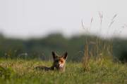 2015-07-03_Renard_6775