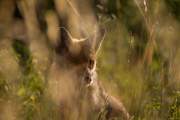 2015-07-04_Renard_6797