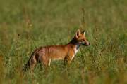 2015-08-05_Renard_8686