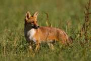 2015-08-05_Renard_8693