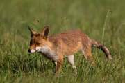 2015-08-11_Renard_8891