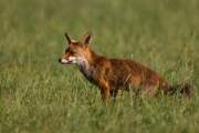 2015-08-11_Renard_8894