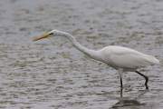 2007-09-24_GrandeAigrette_9388