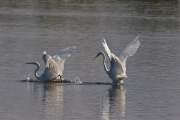 2007-09-28_GrandeAigrette_0513