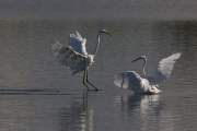 2007-09-28_GrandeAigrette_0593