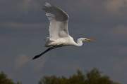 2007-09-28_GrandeAigrette_0610