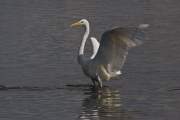 2007-09-28_GrandeAigrette_0613