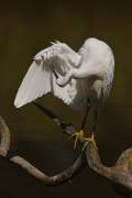 2008-09-10_AigretteGarzette_2573
