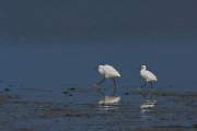 2008-09-12_AigretteGarzette_3684
