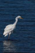 2009-09-25_GrandeAigrette_9958