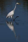 2009-09-26_GrandeAigrette_0347