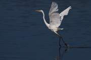 2009-09-26_GrandeAigrette_0373